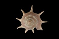 藏品(星螺)的圖片